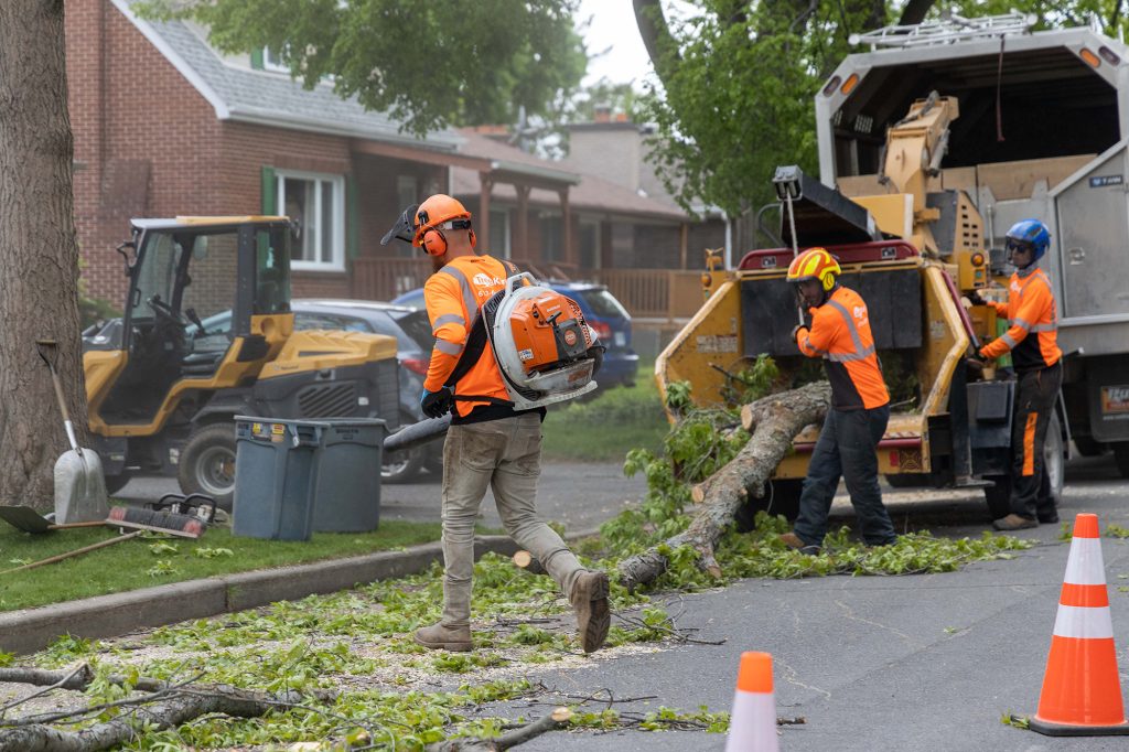 Ottawa Tree Removal