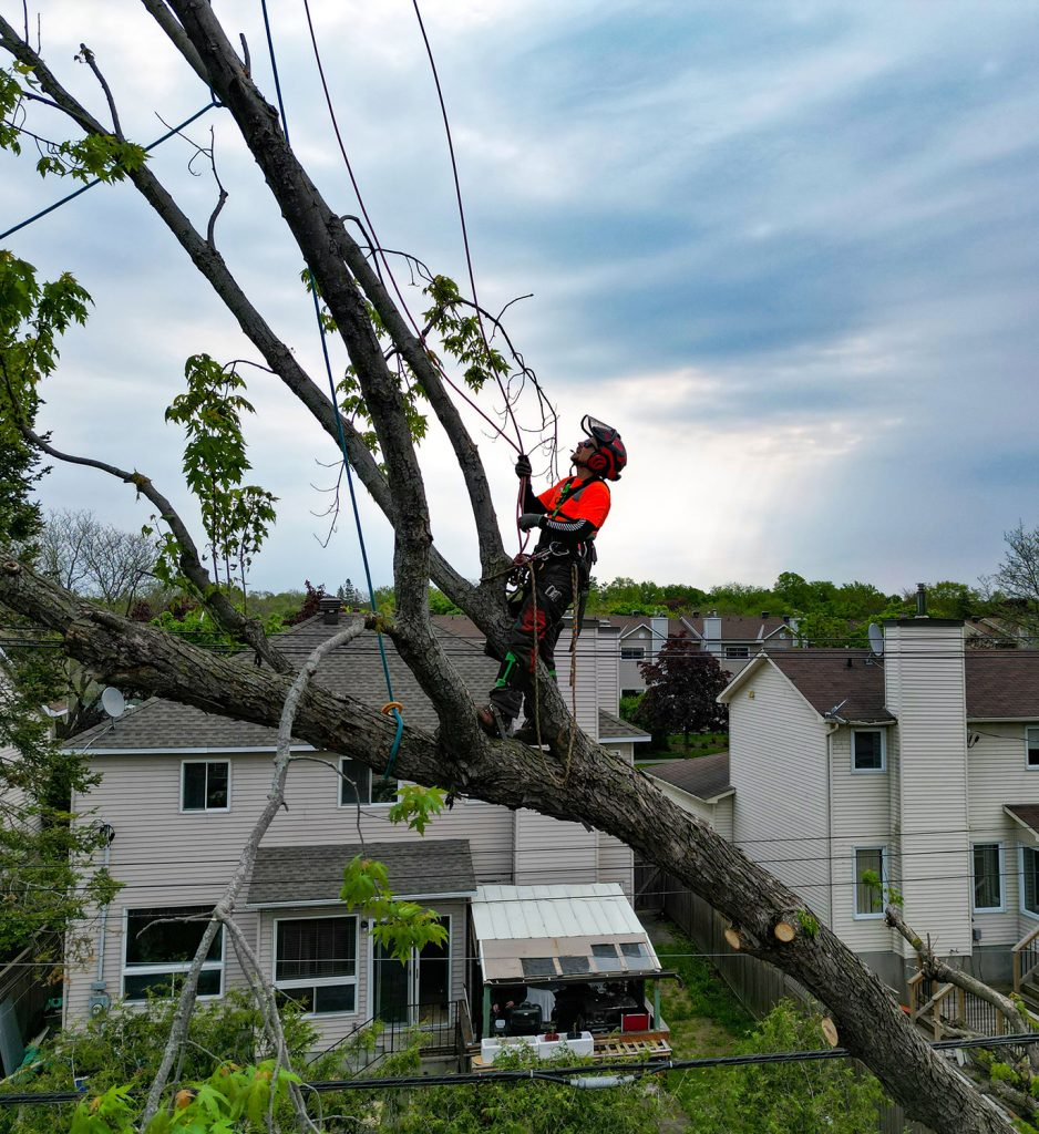 Arborist on a tall tree in Ottawa, using safety gear and tools to trim high branches during professional tree maintenance
