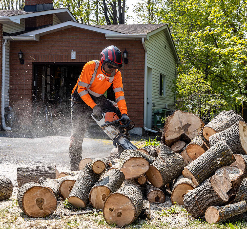 Ottawa Tree Removal